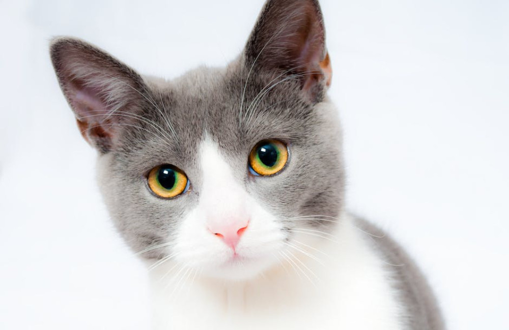 Dit is het belang van goed kattenvoer