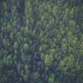 Hoe kun je eindeloos genieten van een boswandeling: tips en tricks