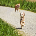 Op welk tijdstip kun je een hond veilig uitlaten bij 30 graden
