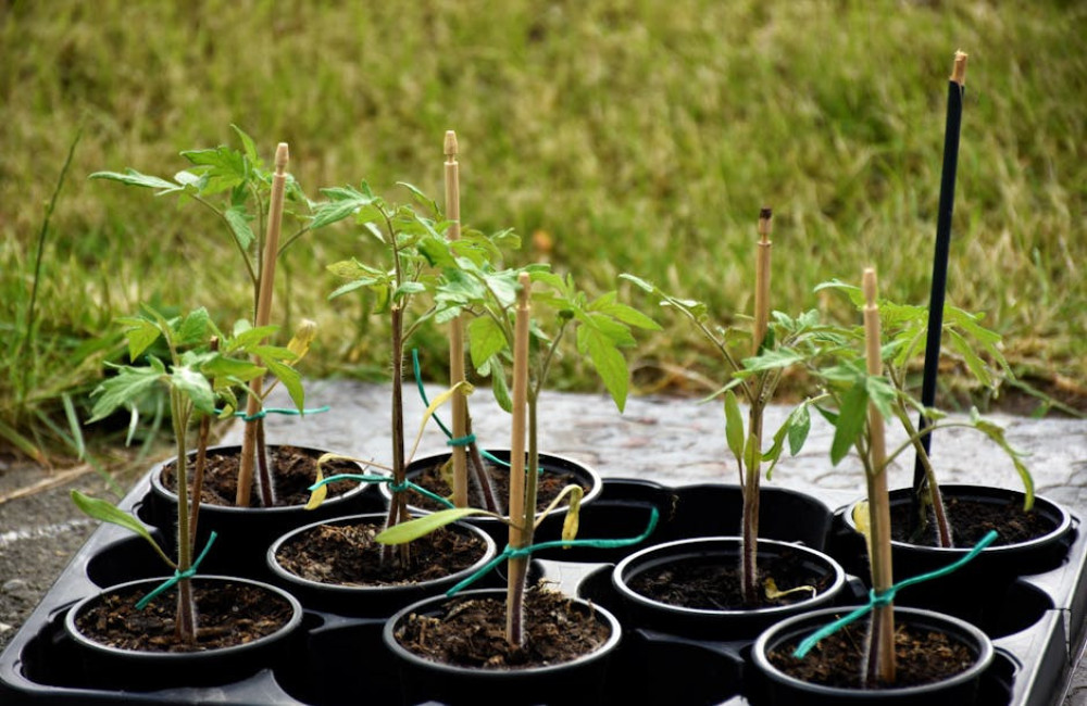 Hoeveel water heeft een tomatenplant in een pot per dag nodig bij dertig graden