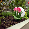 Wanneer plant je tulpenbollen in het najaar van 2026 en hoe diep moeten ze de grond in