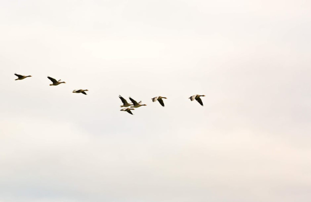 Waarom kraaien andere vogels soms lastigvallen