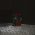 Wanneer zet je geraniums in 2026 naar binnen en bij welke temperatuur gaat het mis