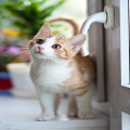 Waarom heeft een kat een hekel aan water? Uitleg en verrassende feiten