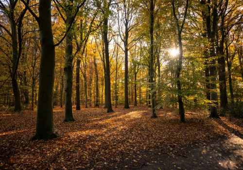 Op reis door de mooiste natuurgebieden van Nederland: 9 tips