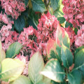 Moet je een hortensia in november 2026 snoeien of wacht je tot het voorjaar