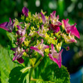 Hoe vaak moet je een hortensia in een pot water geven bij 30 graden