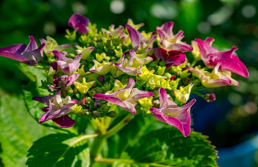 Hoe vaak moet je een hortensia in een pot water geven bij 30 graden