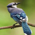 Waarom zingen vogels vroeg in de ochtend en wat betekent hun gezang?