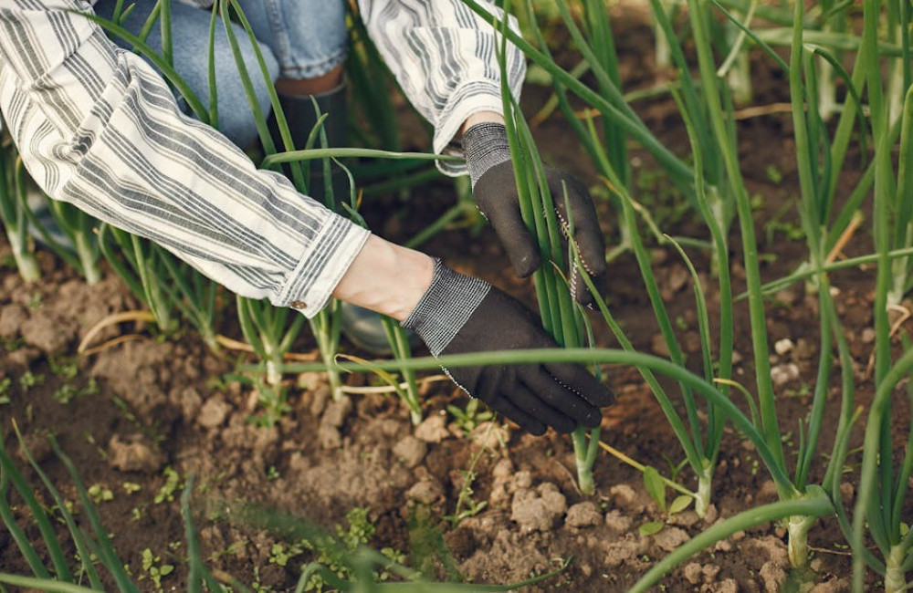 Welke groenten kun je in juni nog uitplanten in je moestuin voor een rijke oogst