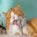 Waarom miauwen katten ’s nachts en wat kun je eraan doen?