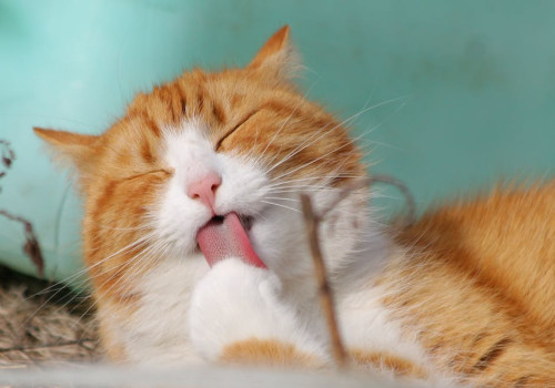 Waarom miauwen katten ’s nachts en wat kun je eraan doen?