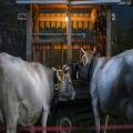 Waarom ruikt een oude boerderij vaak muf en wat kun je ertegen doen?