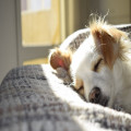 Waarom gaat mijn hond hijgen als hij niet moe is?