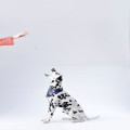 Wat te doen bij een loslopende hond in een natuurgebied?